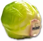 NINO NINO605 Shaker cabbage